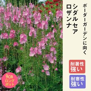 宿根草 苗 シダルセア ロザンナ 9ｃｍロングポット 草丈の高い ボーダー ガーデン しゅっこんそう 多年草 ペレニアル｜hananoyamato-online