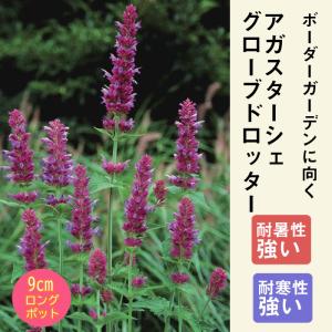 宿根草 苗 セット 9cmロングポット 草丈の低い 6品種 見計らい