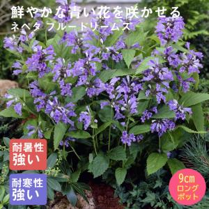 【11月中旬より順次発送】宿根草 苗 ネペタ ブルードリームス 9ｃｍロングポット バラに合う しゅっこんそう 多年草 ペレニアル
