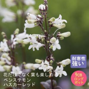 鹿児島紅梅 花梅 2年生 接木 ポット苗 観賞花木 : 苗木部 花ひろば