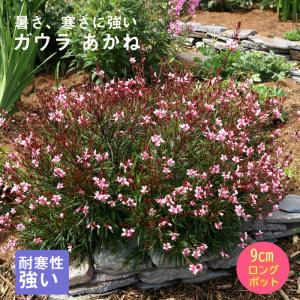 花ガウラの商品一覧 通販 Yahoo ショッピング