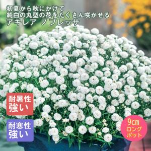 宿根草 苗 セット 9cmロングポット 草丈の低い 6品種 見計らい