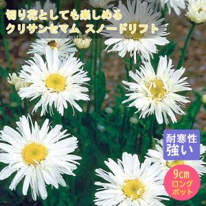 【10月中下旬より順次発送】宿根草 苗 クリサン...の商品画像