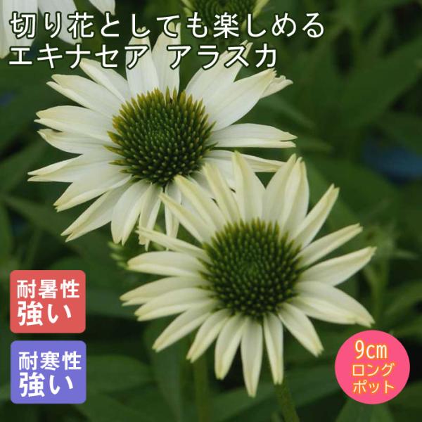 宿根草 苗 エキナセア アラスカ 9ｃｍロングポット 切り花向け しゅっこんそう 多年草 ペレニアル