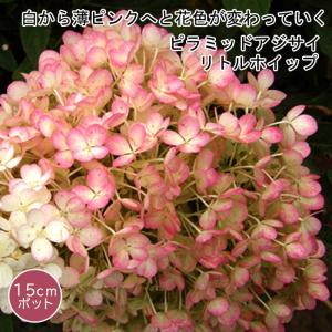 アジサイ ピラミッドアジサイ 苗 【サンデーフレーズ】 ポット苗