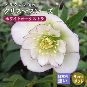 オーロラプリマドレス クリスマスローズ 3号ポット 苗 : 苗木部 花
