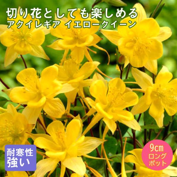 【予約】宿根草 苗 アクイレギア イエロークイーン 9ｃｍロングポット 切り花向け しゅっこんそう ...