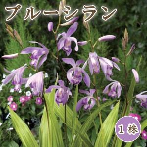 【 ブルー シラン 】 球根 1株 紫蘭 シラン 紫 山野草 多年草 シェードガーデン 冬植え 花の大和
