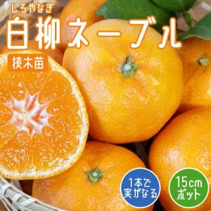 オレンジ 苗木 ネーブル 2年生 送料無料