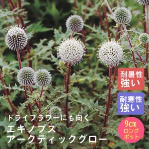 ルリタマアザミ 切り花の商品一覧 通販 Yahoo ショッピング