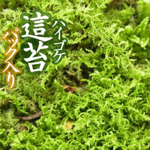 スナゴケ 砂苔 18×11cmパック入り 苔 コケ こけ 苔テラリウム 盆栽