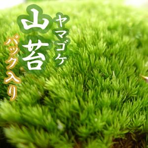 ハイゴケ 半トレー コケ 苔盆栽 苔テラリウム 苔玉 アクアリウム