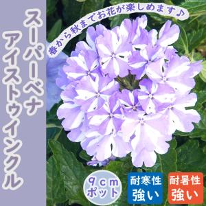 花苗 苗 スーパーベナ アイストゥインクル 暑さに強い 病気に強い ９ｃｍポット 鉢植 花壇 ハンギング 登録品種