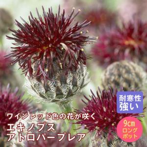 日本花キ流通 予約販売 バラ苗 バラ大苗 つるバラ コンパッション