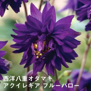 紫アスパラガス パープルタワーの苗 : 植物・園芸専門店 花育通販Yahoo
