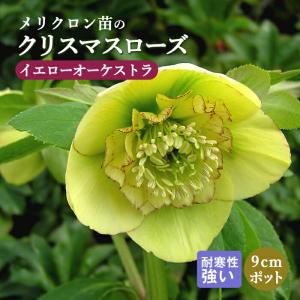 ホワイトオーケストラ アネモネ咲きクリスマスローズ 3号ポット 苗 爆