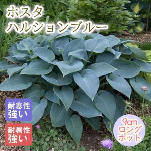 ソースウィート ギボウシ ホスタ 3号ポット苗 : 苗木部 花ひろば