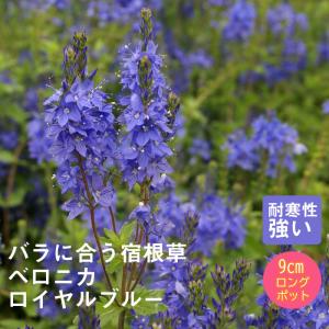 ニホンスミレ 日本すみれ ミハシスミレ（三橋菫） 3号 (直径9cm