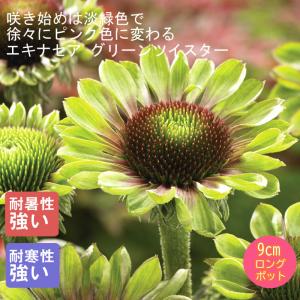 エキナセア グリーンツイスター 3号ポット苗 : 苗木部 花ひろば