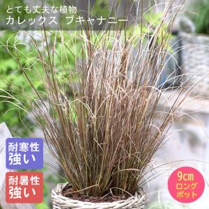 牡丹 連鶴 豪華多弁 大輪咲き 鉢ごと発送 牡丹 連鶴 豪華多弁 大輪咲き 鉢ごと発送 【公式通販】