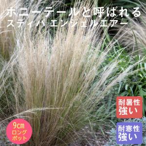 パンパスグラス ピンクフェザー （ ピンク花 ） 10.5cmポット苗 : 花と