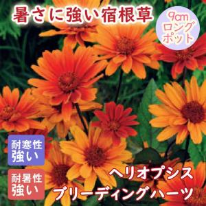 宿根草 苗 ヘリオプシス ブリーディングハーツ 9ｃｍロングポット 宿根姫ひまわり 宿根ヒメヒマワリ 暑さに強い