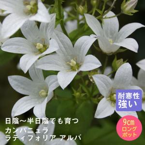 ミツバシモツケ 9〜10.5cmポット苗 耐寒性宿根草/ギレニア/来年開花