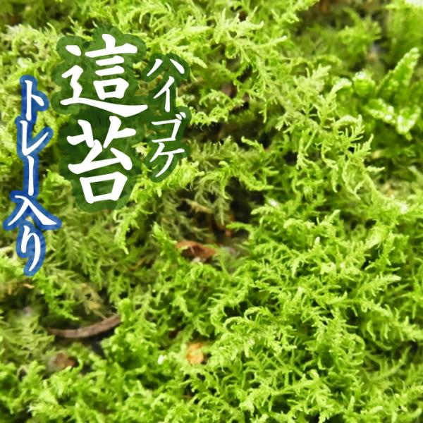 ハイゴケ 這苔 55×35cmトレー入り 苔 コケ こけ 苔テラリウム 盆栽 テラリウム アクアリウ...