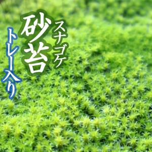 苔 スナゴケ 1パック : 苗木部 花ひろばオンライン - 通販 - Yahoo