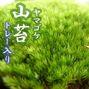 スナゴケ 砂苔 1平米 60cm×30cm(トレー6枚) 1箱 国産 コケ 園芸 日本