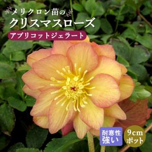 クリスマスローズ 八重咲きアプリコット系ダブル 9cmポット苗 松村