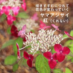 ヤマアジサイ 苗 クレナイ 紅 山アジサイ 2026年 開花見込み : やま