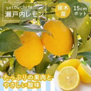 マイヤーレモン】 3年生接木苗 大苗 レモン ※納期指定:発送予定