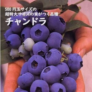 国華園 果樹苗 ハイブッシュ系ブルーベリー スパルタンR接木1年生苗 1