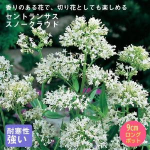 宿根草 苗 セントランサス スノークラウド 9c...の商品画像