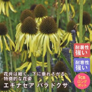 宿根草 苗 エキナセア パラドクサ ９ｃｍロングポット 草丈の高い ボーダー ガーデン しゅっこんそう 多年草 ペレニアル｜hananoyamato-online