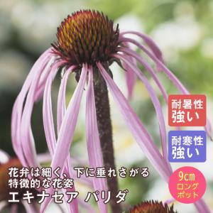 エキナセア パラドクサ 3号ポット苗 : 苗木部 花ひろばオンライン