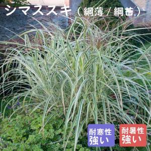 宿根草 フェスツカ・グラウカ（シルバーグラス） 3.5号（直径10.5cm