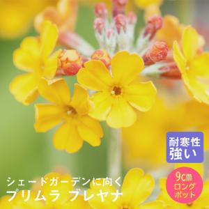 宿根草 苗 セット 9cmロングポット 草丈の低い 6品種 見計らい
