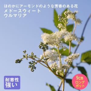 半日陰 宿根草 花 ガーデニング の商品一覧 通販 Yahoo ショッピング