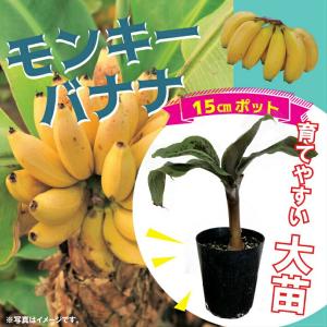 モラード苗（バナナ苗） : ちたフルーツビレッジ - 通販 - Yahoo