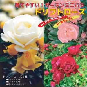 ドリフトローズ 苗3種 セット 【 レッド 1個 + ピーチ (登録品種) 1個 + ポップコーン 1個 = 合計3個 セット 】