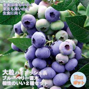 ブルーベリー 苗木 フェスティバル 13.5cmポット苗 ラビットアイ系 苗