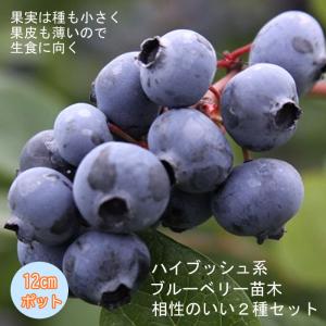 果樹苗 ブルーベリー ノーザンハイブッシュ系5種類 ブルーレイ/ブルー