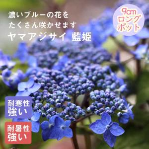 ヤマアジサイ 苗 七段花 シチダンカ 大ポット 山紫陽花 : やまおか碧山
