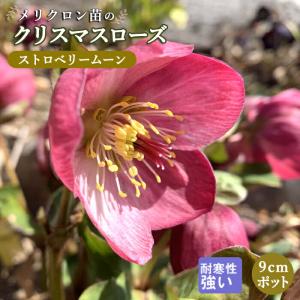 クリスマスローズ・ニゲル 'フルール・ド・ノエル' ピンク 9cmポット