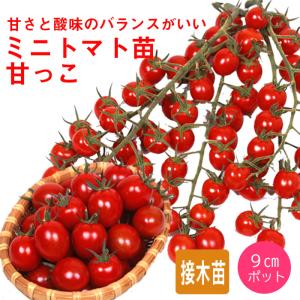 【予約・早割】 接木 野菜 苗 3個 セット 甘っこ ミニトマト 9ｃｍポット やさい プチトマト ...