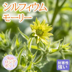 八重咲きブーゲンビレア（ブーゲンビリア） オレンジ色 ＊花付きとは