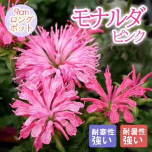 数量限定】ラナンキュラス ラックス 3.5号ロングポット ガーデニング