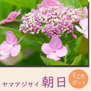 アジサイ 山紫陽花 苗 【日向絞り】 幼苗 : 苗木の専門店 グリーンでGO